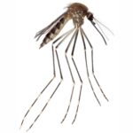A lateral close-up view of Aedes amateuri collected by the researchers.
