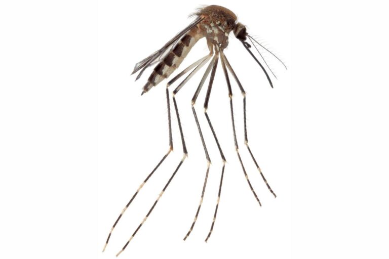 A lateral close-up view of Aedes amateuri collected by the researchers.