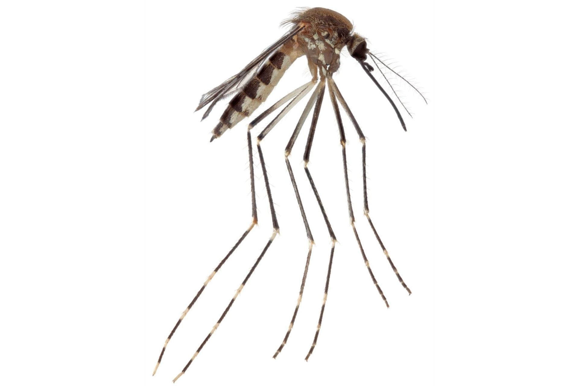 A lateral close-up view of Aedes amateuri collected by the researchers.