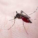An Aedes aegypti mosquito on a human hand. These mosquitoes are a common vector for dengue and other diseases.