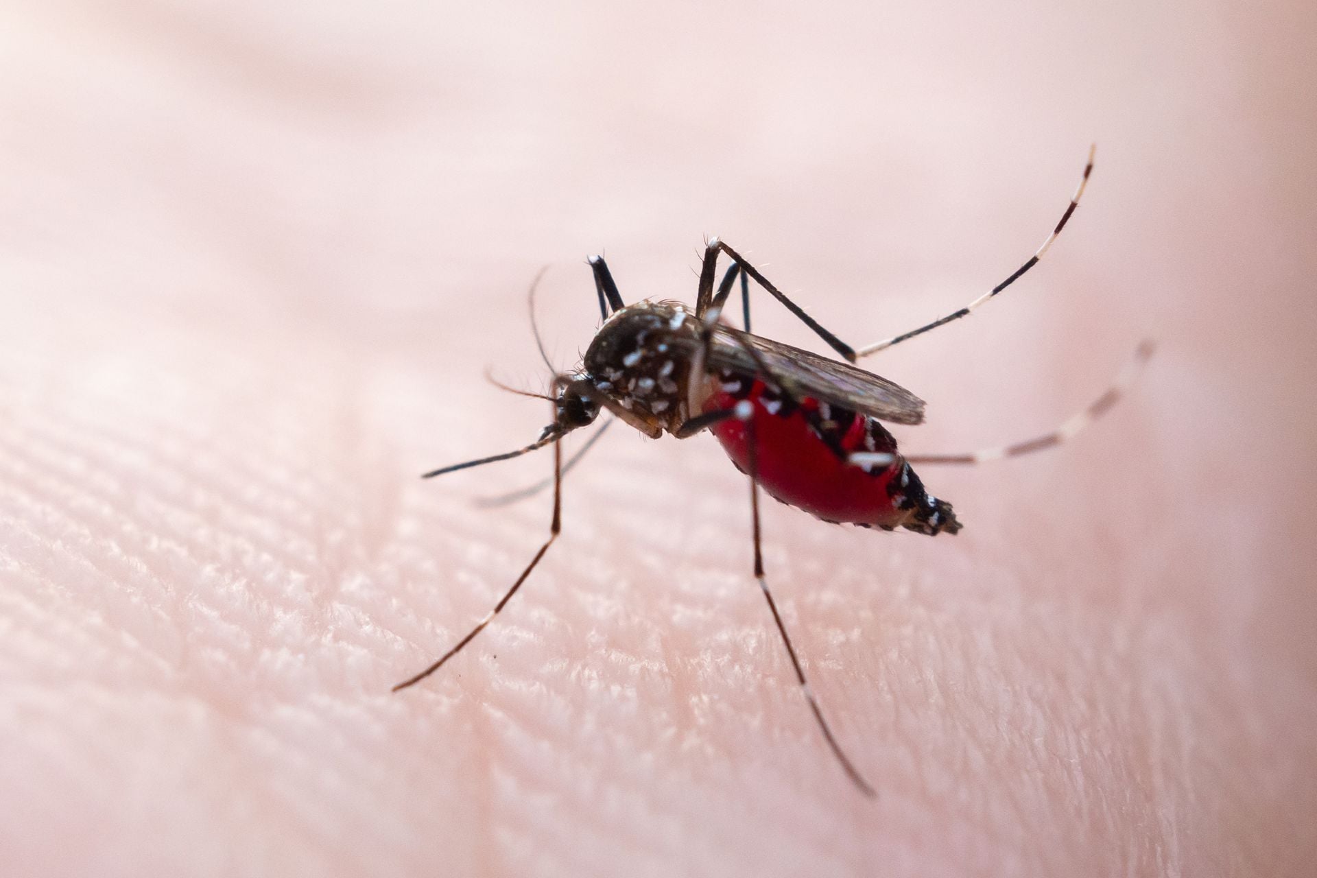 An Aedes aegypti mosquito on a human hand. These mosquitoes are a common vector for dengue and other diseases.