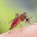 A closeup of an Aedes aegypti mosquito. This species can spread dengue and other dangerous diseases.