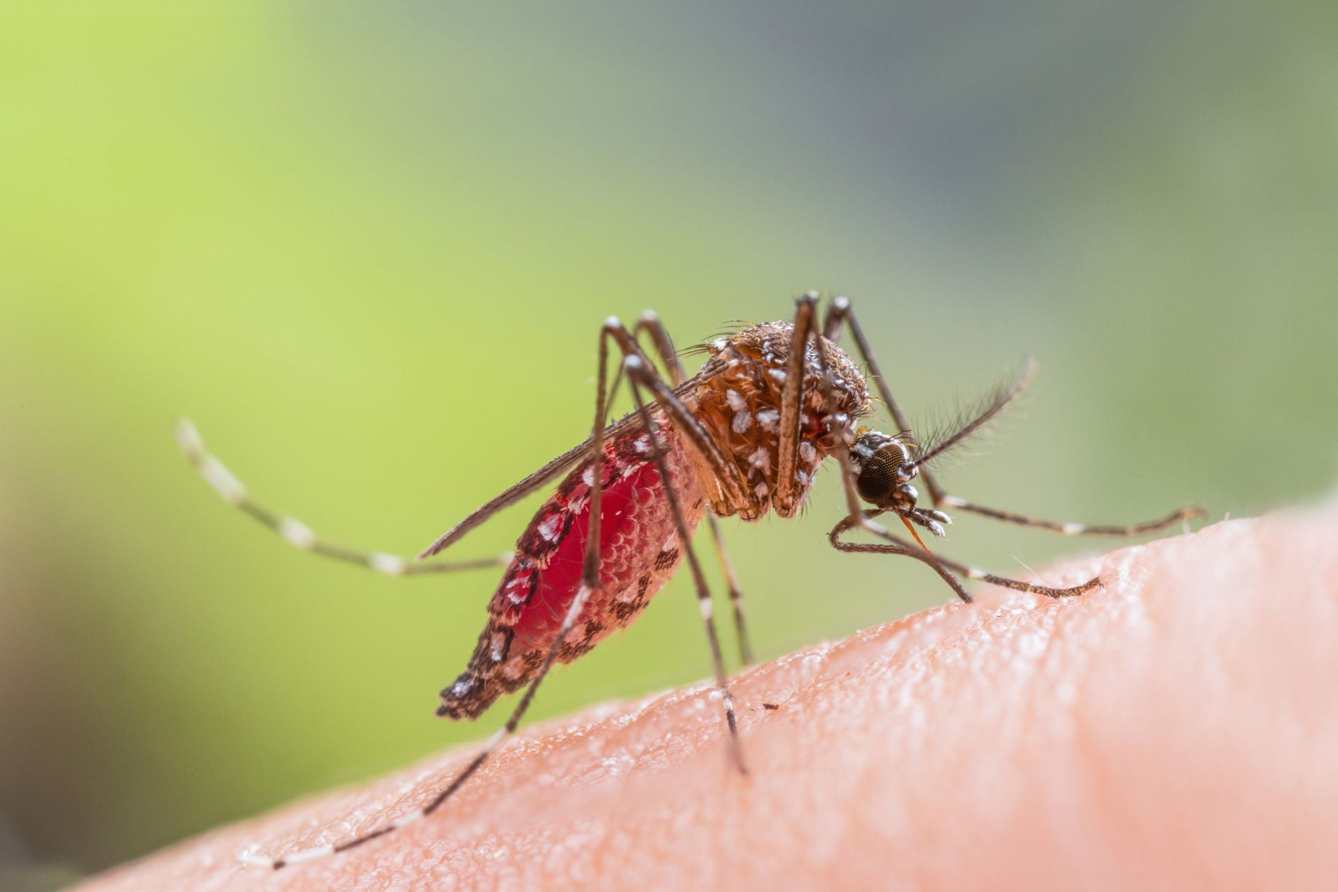 A closeup of an Aedes aegypti mosquito. This species can spread dengue and other dangerous diseases.