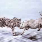 An illustration of a Miracinonyx trumani chasing after a Saiga antelope.