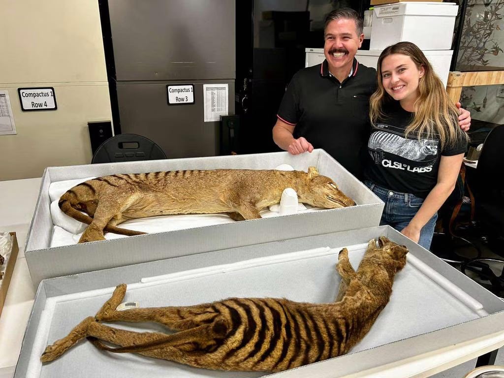 andrew-pask-tasmanian-tiger-thylacine Andrew Pask Tasmanian Tiger Thylacine