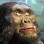 A head model of the ancient primate Australopithecus afarensis at the Smithsonian Museum of Natural History, which might belong with humans in genus Homo.