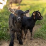 Goats are often vaccinated against rabies, but only after they reach three months to six months of age.