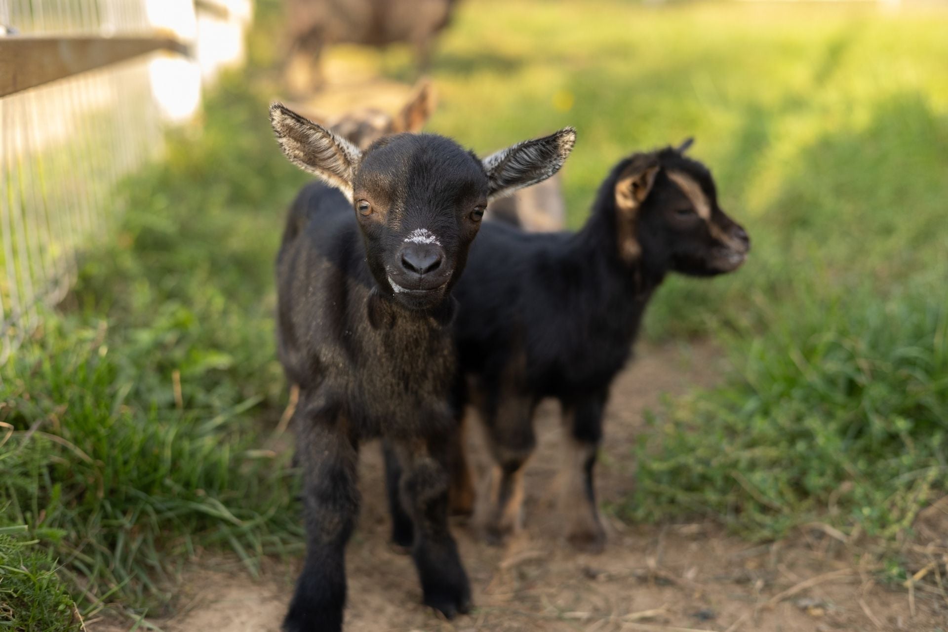 Goats are often vaccinated against rabies, but only after they reach three months to six months of age.