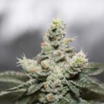 A close-up shot of a cannabis plant.