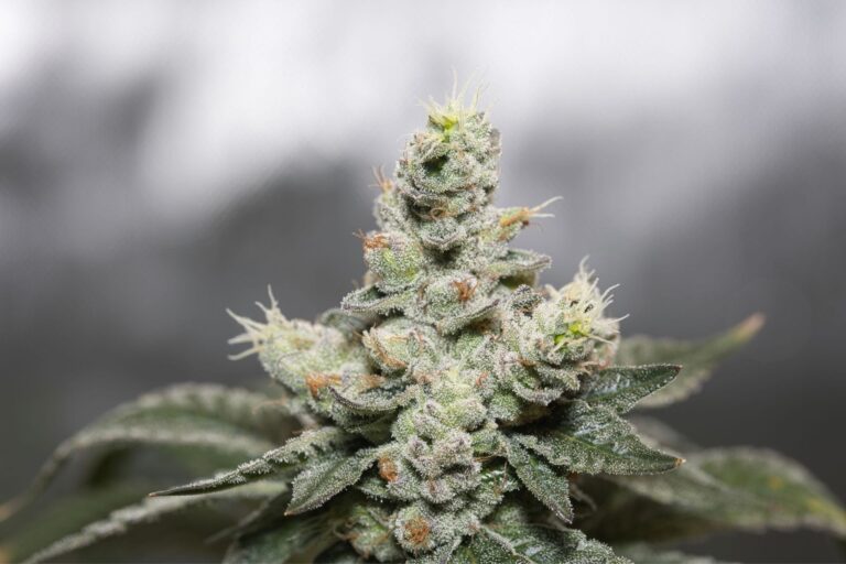 A close-up shot of a cannabis plant.
