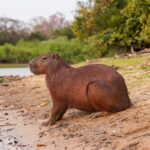 A modern capybara by a river in Parque Estadual Encontro das Águas, Brazil
