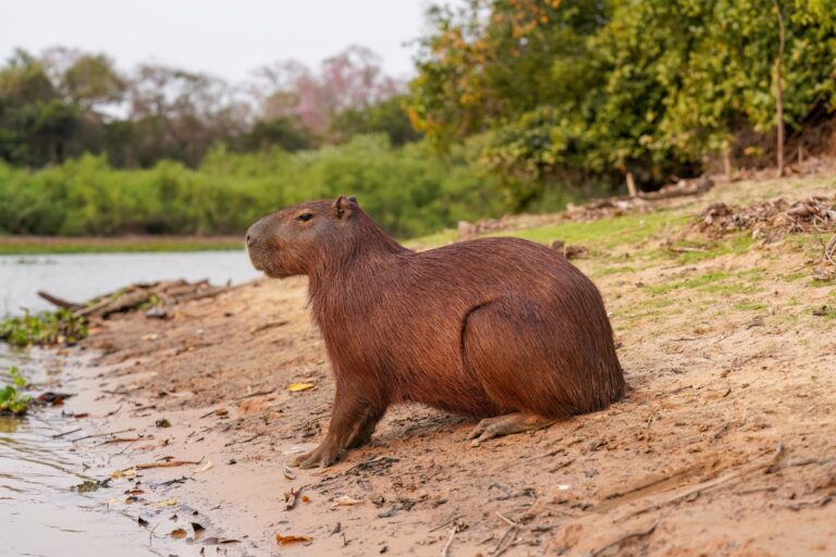 A modern capybara by a river in Parque Estadual Encontro das Águas, Brazil