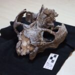 The skull of the Chiniquodon theotonicus individual that was used for this study.
