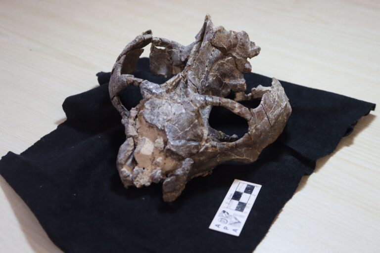 The skull of the Chiniquodon theotonicus individual that was used for this study.