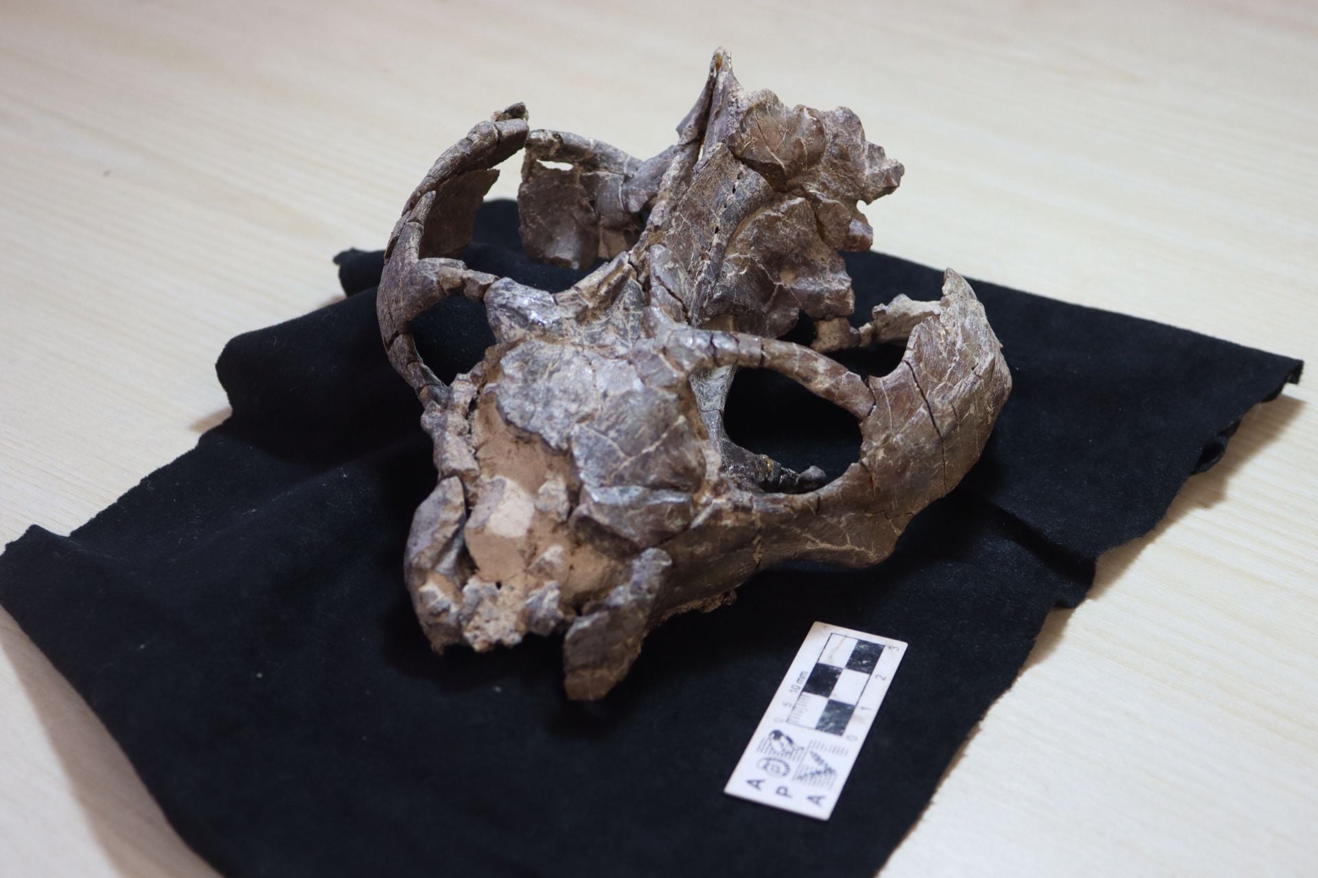 The skull of the Chiniquodon theotonicus individual that was used for this study.