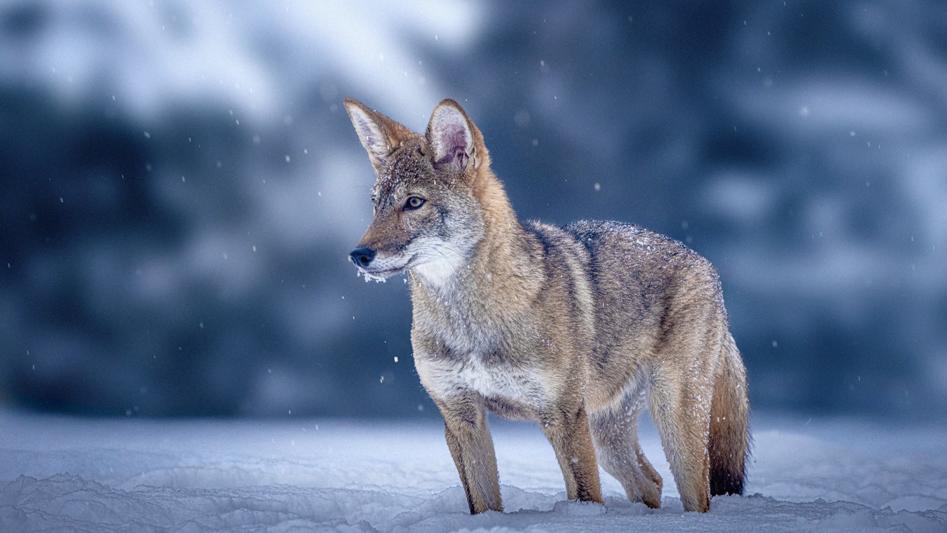 colossal-biosciences-red-wolves-adolescence Colossal BiOSciences Red Wolves Adolescence