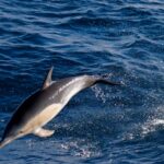 A common dolphin swimming near Port Fairy, Victoria in Australia,  southwest of where the H5N1-infected common dolphin was found in Goolwa.