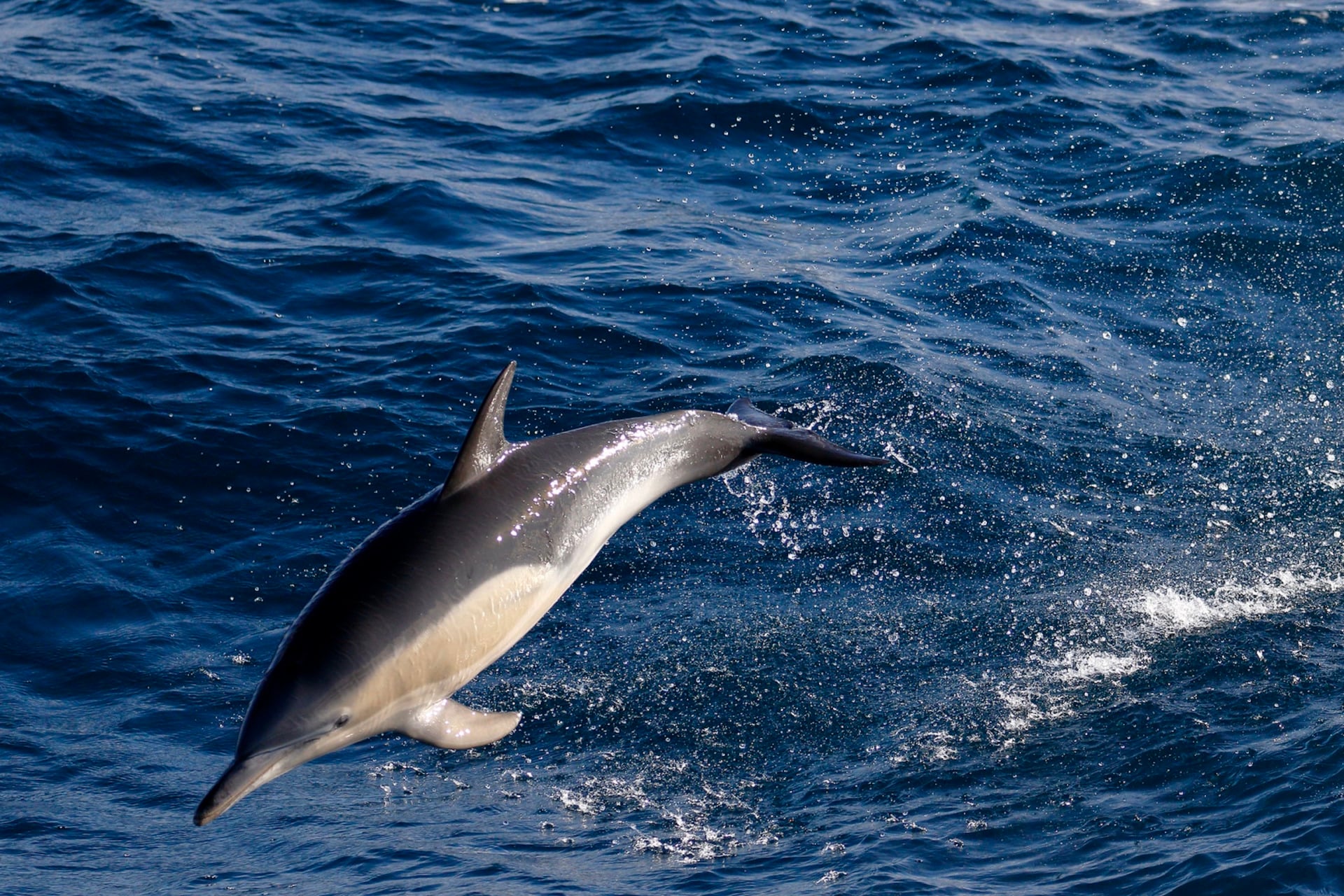 A common dolphin swimming near Port Fairy, Victoria in Australia, southwest of where the H5N1-infected common dolphin was found in Goolwa.