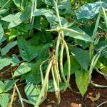 A close-up view of cowpea plants.