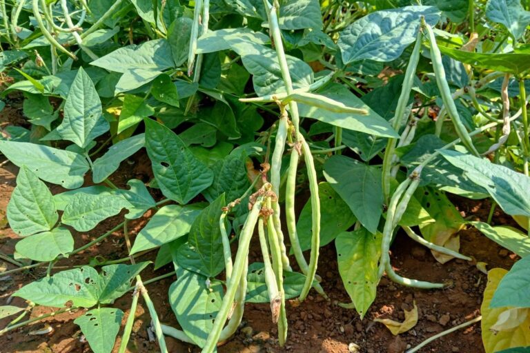 A close-up view of cowpea plants.