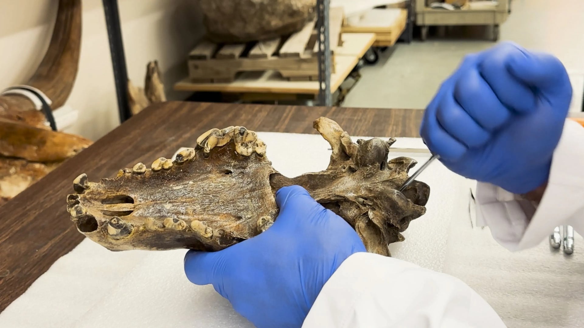 dire-wolf-skull-diregb-extraction Dire Wolf Skull Diregb Extraction