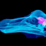 Image of spinning CT scanned dodo skull (specimen OUMNH-ZC-11605 - the “Oxford Dodo”) made transparent, with brain visible.