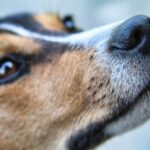 A close-up of a dog's nose.