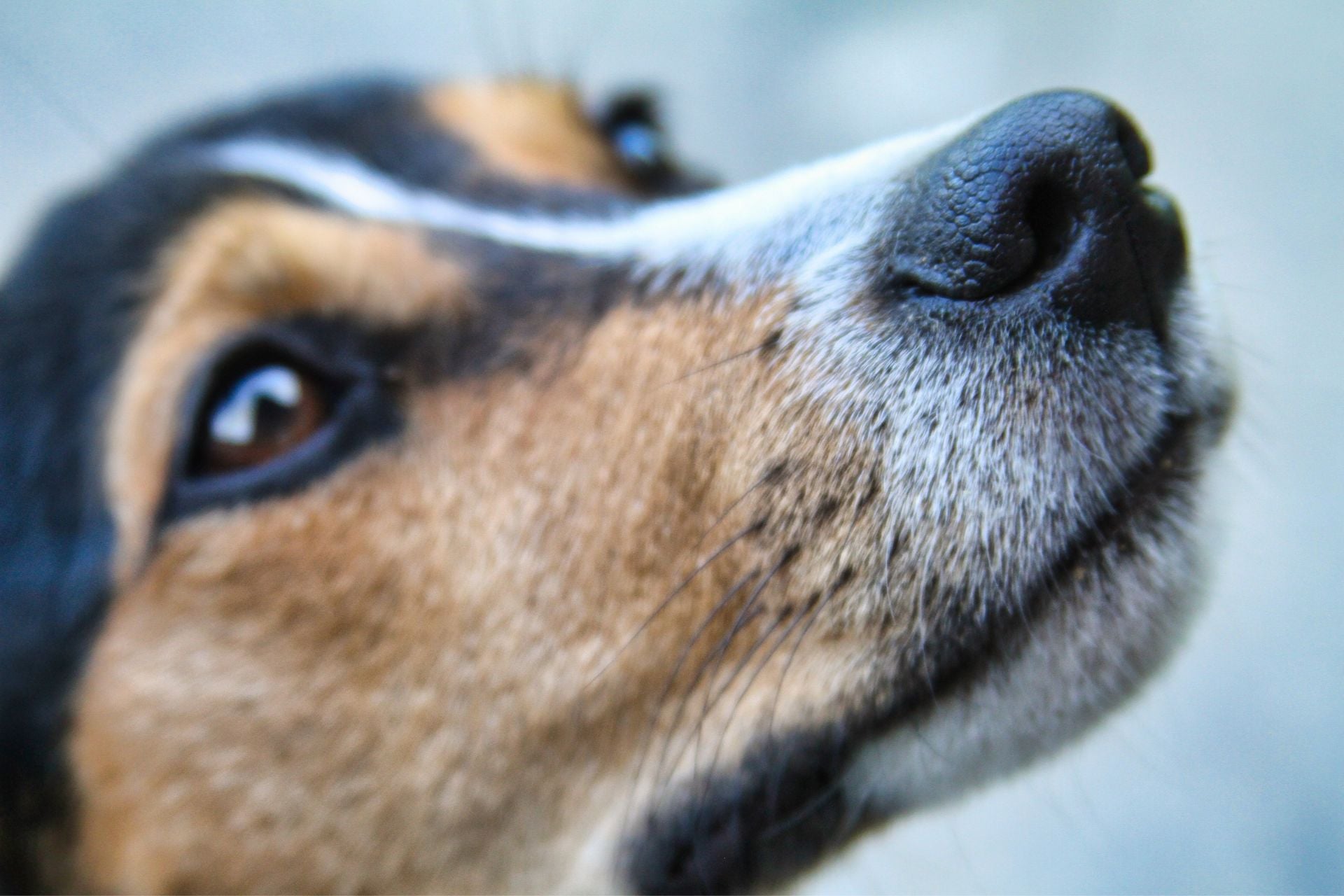 A close-up of a dog's nose.