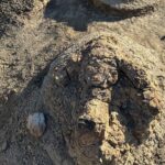 The 23-foot-long trackway was found in North Dakota.