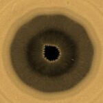 A view of Saturn's southern hemisphere captured by Hubble in August 2025.
