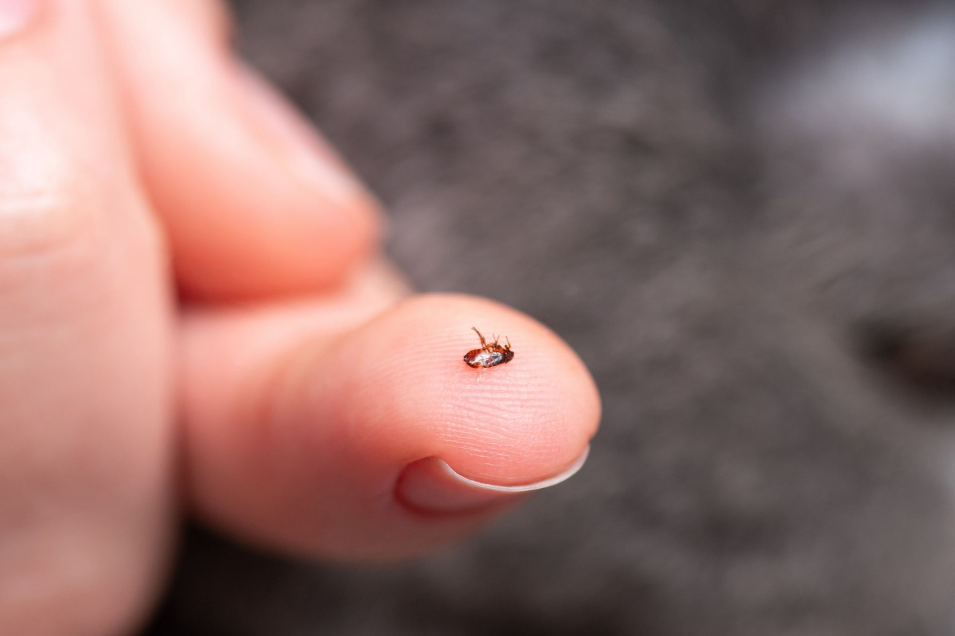 A flea on a person's finger.