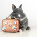 Bunny and Suitcase with English flag stickers, French flag and British flag. Also with the eiffel tower