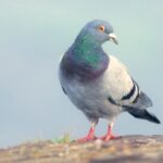 A wild feral rock dove or common pig