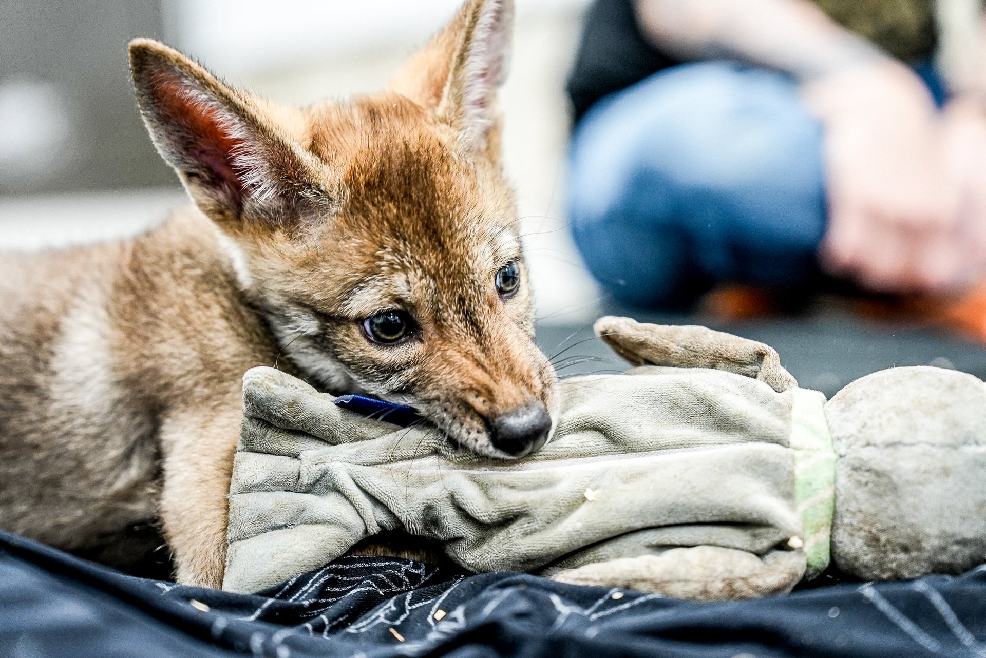 ghost-red-wolf-2-month-old Ghost Red Wolf 2 Month Old