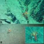 The research team's documentation of a sea spider with amphipods attached to it.