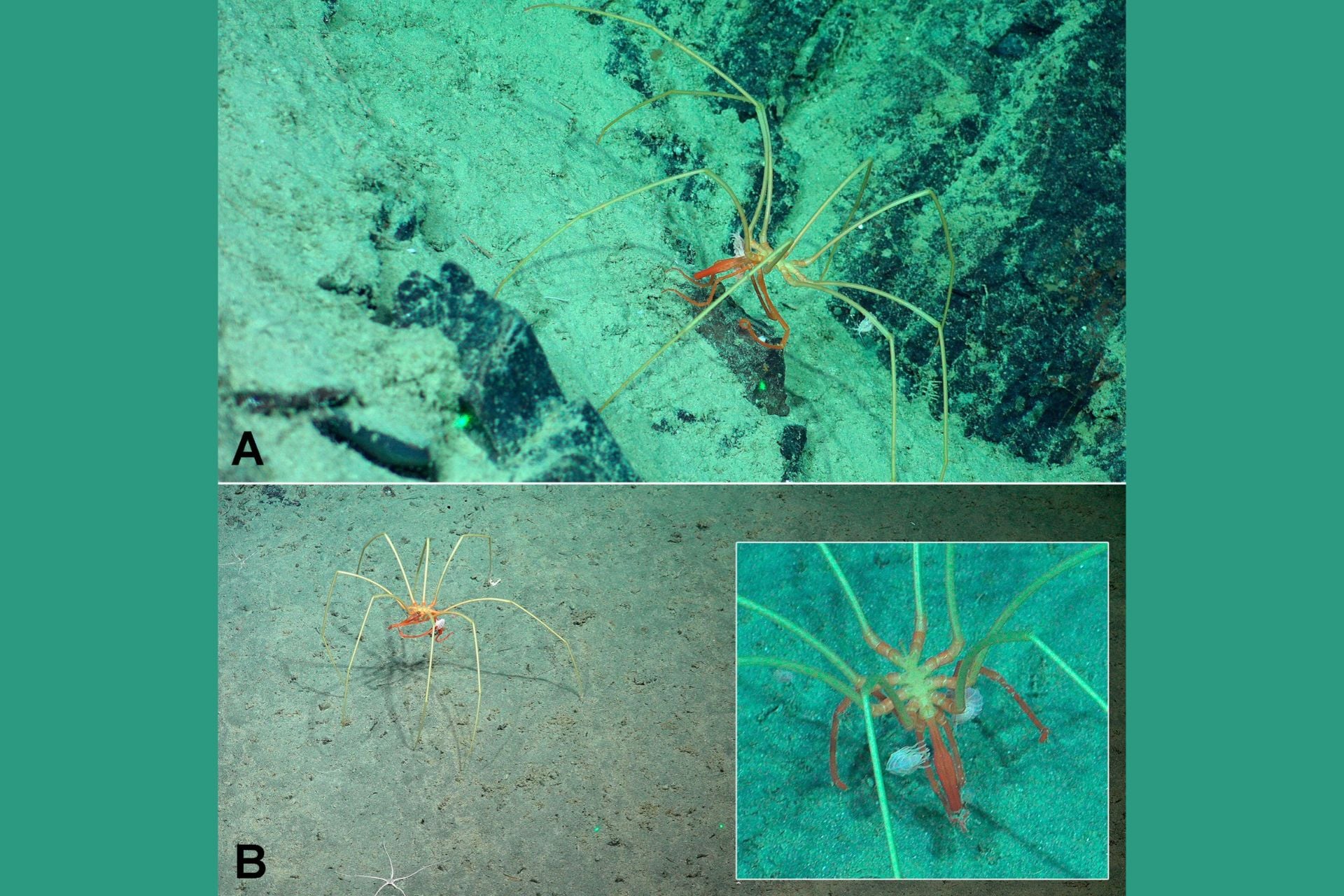 The research team's documentation of a sea spider with amphipods attached to it.