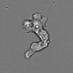 Incendiamoeba cascadensis seen at 55 degrees Celsius.