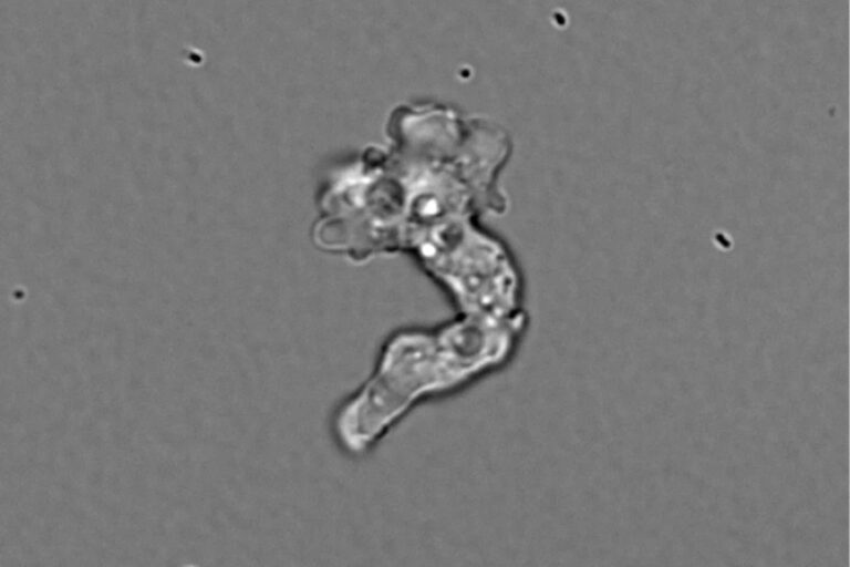 Incendiamoeba cascadensis seen at 55 degrees Celsius.