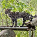 A tilcayo, living in captivity at La Senda Verde Animal Refuge in the Nor Yungas, Bolivia. This particular individual, nicknamed 'Tigrino', led to the discovery of the new cat species.
