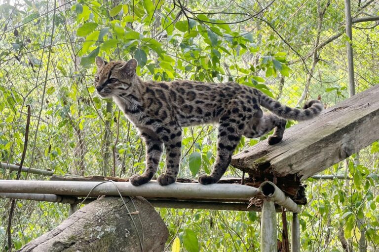 A tilcayo, living in captivity at La Senda Verde Animal Refuge in the Nor Yungas, Bolivia. This particular individual, nicknamed 'Tigrino', led to the discovery of the new cat species.
