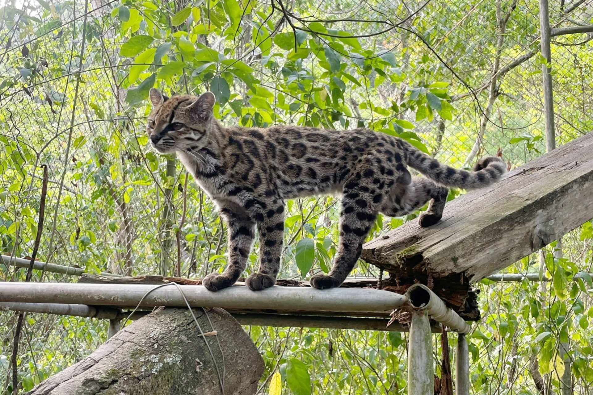 A tilcayo, living in captivity at La Senda Verde Animal Refuge in the Nor Yungas, Bolivia. This particular individual, nicknamed 'Tigrino', led to the discovery of the new cat species.