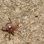 STARI is linked to the bite of a lone star tick, but doctors don't actually know yet what causes it.