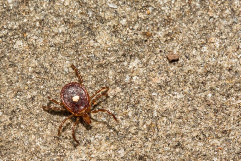 STARI is linked to the bite of a lone star tick, but doctors don't actually know yet what causes it.