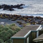 Thousands of elephant seals are born right near the island's research station every year.