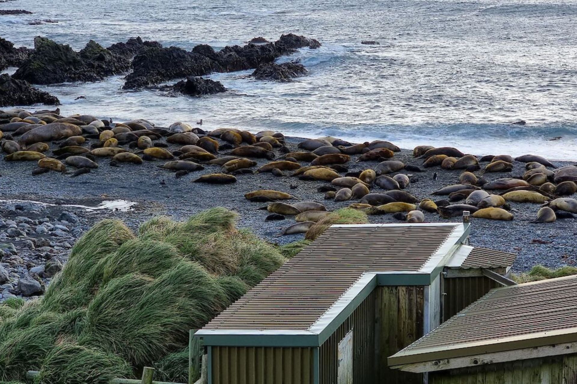Thousands of elephant seals are born right near the island's research station every year.