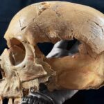 An adult skull with cut marks, retrieved from Majolicas Cave in Spain.