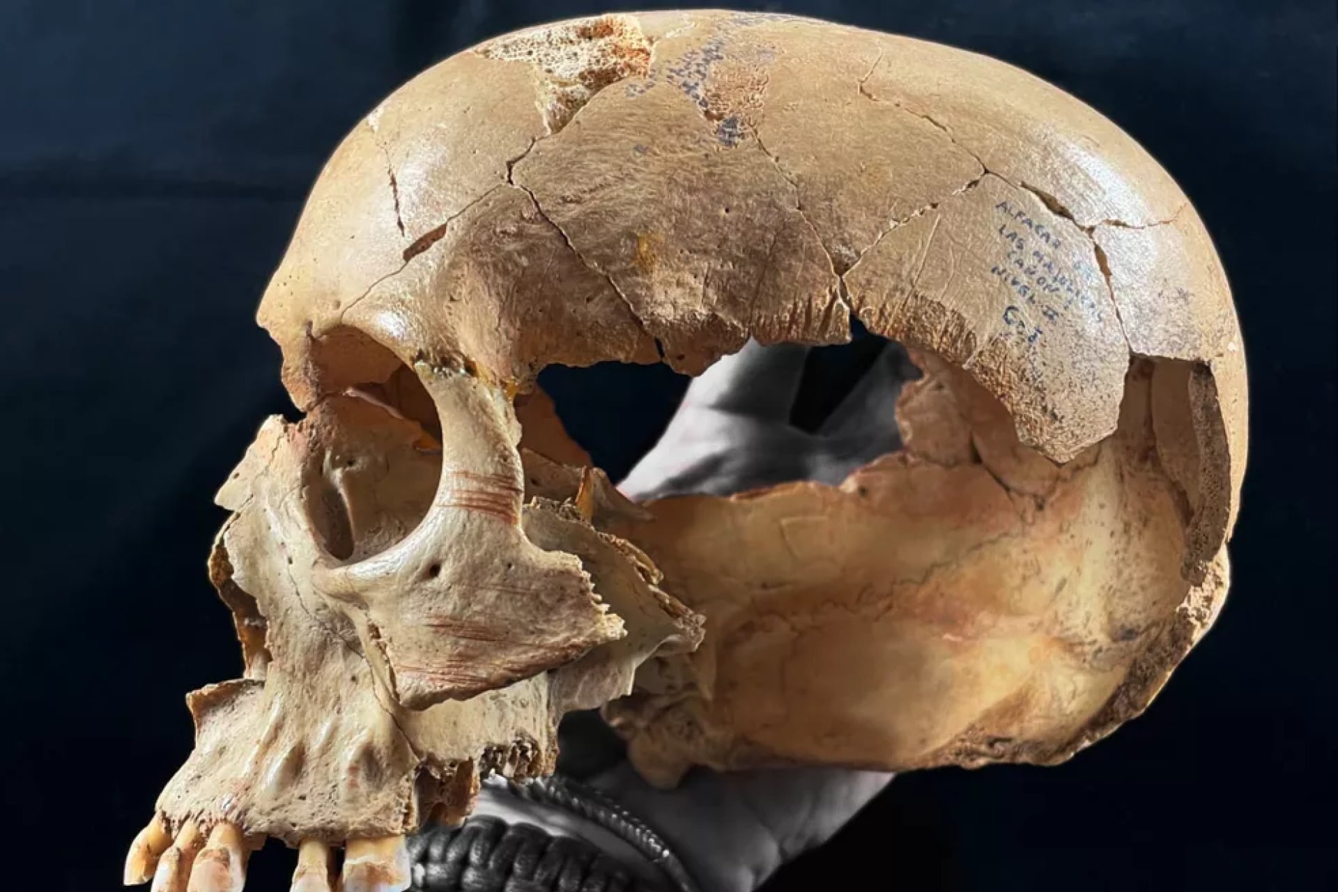 An adult skull with cut marks, retrieved from Majolicas Cave in Spain.