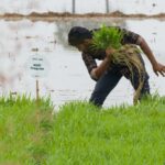 A rice farmer in Mitti Labs Andhra Pradesh AWD program