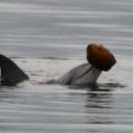 A dolphin calf using a shell as a tool in the Great Sandy Marine Park in October 2025.