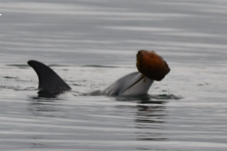 A dolphin calf using a shell as a tool in the Great Sandy Marine Park in October 2025.